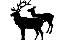 Se presume la responsabilidad del conductor en caso de choque contra un animal Dos ciervos