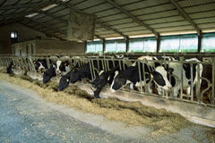 Ley de Titularidad Compartida de las Explotaciones agrarias Vacas en una granja comiendo