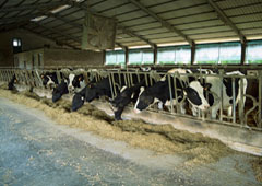 Vacas en una granja comiendo