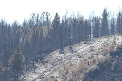 El cambio de uso forestal por razón de incendio Monte quemado