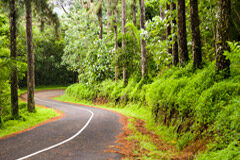 La hoja de ruta del abogado: ¿lo que estoy haciendo hoy me acerca a donde quiero estar mañana? Una carretera entre árboles