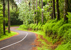 Una carretera entre árboles