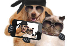 Un selfie muy mono Selfie de un perro y un gato