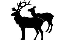 La responsabilidad en accidentes de tráfico por atropellos de especies cinegéticas Silueta de dos ciervos