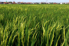 Derecho agrario: ¿Se debe pagar IVA en la transmisión de los derechos de pago básico (o pago único)? Un campo de trigo