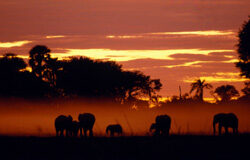 Conservación de los hábitats naturales y la fauna y flora silvestres Animales a lo lejos en un atardecer en la selva.