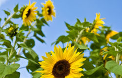 La protección legal del Medio Ambiente en el marco de la globalización Margaritas en un jardín.