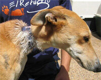 Protección penal de los animales domésticos Protección penal de los animales domésticos