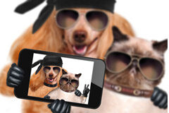 Guarda y custodia de nuestras mascotas ¿Casos aislados o una nueva realidad social? Mascotas