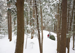 Bosque nevado donde caminan un padre y su hijo