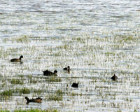 Completado el régimen jurídico de la Red de Parques Nacionales con la regulación del Consejo de la Red Completado el régimen jurídico de la Red de Parques Nacionales con la regulación del Consejo de la Red