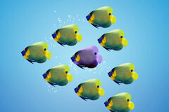 La política de los peces de colores Varios peces nadando