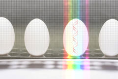 Las reformas legislativas que vienen (y II) Cuatro huevos blancos.