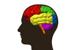 Consolidación del aprendizaje continuado a lo largo de la vida e impulso a la actualización profesional (I) Silueta de una cabeza con el dibujo en colores del cerebro