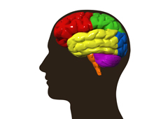 Silueta de una cabeza con el dibujo en colores del cerebro