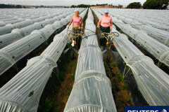 Extinción de las cámaras agrarias 2 obreras trabajando en el campo durante la cosecha de las fresas