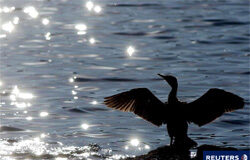 La Secuelas del Exxon-Valdez La Secuelas del Exxon-Valdez
